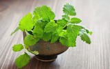 [ẢNH] 12 loại cây đẹp vừa khiến kiến ba khoang ‘khiếp vía’ biến khỏi nhà bạn