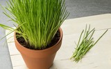 [ẢNH] 12 loại cây đẹp vừa khiến kiến ba khoang ‘khiếp vía’ biến khỏi nhà bạn