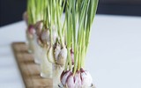 [ẢNH] 12 loại cây đẹp vừa khiến kiến ba khoang ‘khiếp vía’ biến khỏi nhà bạn