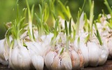 [ẢNH] 12 loại cây đẹp vừa khiến kiến ba khoang ‘khiếp vía’ biến khỏi nhà bạn