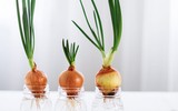 [ẢNH] 12 loại cây đẹp vừa khiến kiến ba khoang ‘khiếp vía’ biến khỏi nhà bạn