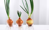 [ẢNH] 12 loại cây đẹp vừa khiến kiến ba khoang ‘khiếp vía’ biến khỏi nhà bạn
