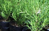 [ẢNH] 12 loại cây đẹp vừa khiến kiến ba khoang ‘khiếp vía’ biến khỏi nhà bạn