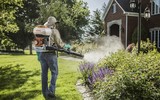 [ẢNH] 12 loại cây đẹp vừa khiến kiến ba khoang ‘khiếp vía’ biến khỏi nhà bạn