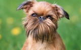 [ẢNH] Top những loài chó nhỏ đáng yêu nhất thế giới