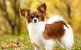 [ẢNH] Top những loài chó nhỏ đáng yêu nhất thế giới