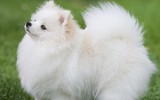 [ẢNH] Top những loài chó nhỏ đáng yêu nhất thế giới