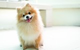 [ẢNH] Top những loài chó nhỏ đáng yêu nhất thế giới