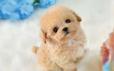 [ẢNH] Top những loài chó nhỏ đáng yêu nhất thế giới