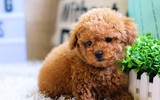 [ẢNH] Top những loài chó nhỏ đáng yêu nhất thế giới