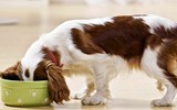 [ẢNH] Những thực phẩm đại kỵ đối với loài chó