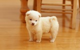 [ẢNH] Những thực phẩm đại kỵ đối với loài chó