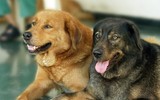 [ẢNH] Những thực phẩm đại kỵ đối với loài chó