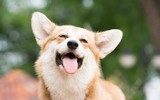 [ẢNH] Những thực phẩm đại kỵ đối với loài chó