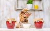 [ẢNH] Những thực phẩm đại kỵ đối với loài chó