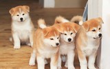 [ẢNH] Những thực phẩm đại kỵ đối với loài chó