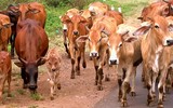 [ẢNH] Những loài vật có khả năng 'dự đoán' thiên tai và bệnh tật
