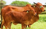 [ẢNH] Những loài vật có khả năng 'dự đoán' thiên tai và bệnh tật
