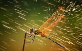 [ẢNH] Những loài vật có khả năng 'dự đoán' thiên tai và bệnh tật