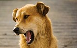 [ẢNH] Những loài vật có khả năng 'dự đoán' thiên tai và bệnh tật