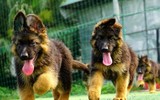 [ẢNH] Những loài vật có khả năng 'dự đoán' thiên tai và bệnh tật