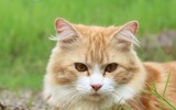 [ẢNH] Những loài vật có khả năng 'dự đoán' thiên tai và bệnh tật