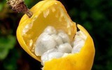 [ẢNH] Điểm danh những loại quả gắn liền với tuổi thơ của nhiều người Việt Nam