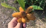 [ẢNH] Điểm danh những loại quả gắn liền với tuổi thơ của nhiều người Việt Nam