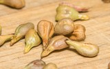 [ẢNH] 5 loại hạt trái cây cực tốt cho sức khỏe nhưng thường bị bỏ đi