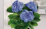 [ẢNH] Cảnh giác trước những loại cây cảnh đẹp nhưng lại ‘cực độc’