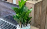 [ẢNH] Cảnh giác trước những loại cây cảnh đẹp nhưng lại ‘cực độc’