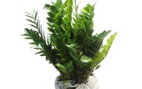 [ẢNH] Cảnh giác trước những loại cây cảnh đẹp nhưng lại ‘cực độc’