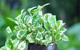 [ẢNH] Cảnh giác trước những loại cây cảnh đẹp nhưng lại ‘cực độc’