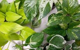 [ẢNH] Cảnh giác trước những loại cây cảnh đẹp nhưng lại ‘cực độc’