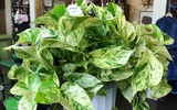 [ẢNH] Cảnh giác trước những loại cây cảnh đẹp nhưng lại ‘cực độc’