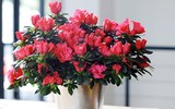 [ẢNH] Cảnh giác trước những loại cây cảnh đẹp nhưng lại ‘cực độc’