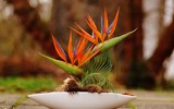 [ẢNH] Cảnh giác trước những loại cây cảnh đẹp nhưng lại ‘cực độc’