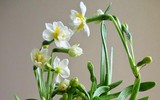 [ẢNH] Cảnh giác trước những loại cây cảnh đẹp nhưng lại ‘cực độc’