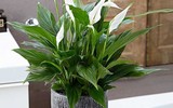 [ẢNH] Cảnh giác trước những loại cây cảnh đẹp nhưng lại ‘cực độc’