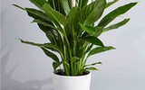 [ẢNH] Cảnh giác trước những loại cây cảnh đẹp nhưng lại ‘cực độc’