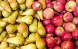 [ẢNH] Nguy hại sức khỏe từ hạt của những loại quả 