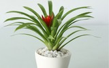 [ẢNH] Những loại cây cảnh nên trồng trong nhà khi thời tiết chuyển lạnh