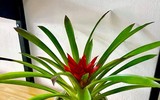 [ẢNH] Những loại cây cảnh nên trồng trong nhà khi thời tiết chuyển lạnh