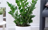 [ẢNH] Những loại cây cảnh nên trồng trong nhà khi thời tiết chuyển lạnh