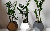 [ẢNH] Những loại cây cảnh nên trồng trong nhà khi thời tiết chuyển lạnh