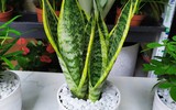 [ẢNH] Những loại cây cảnh nên trồng trong nhà khi thời tiết chuyển lạnh