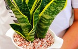 [ẢNH] Những loại cây cảnh nên trồng trong nhà khi thời tiết chuyển lạnh