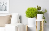 [ẢNH] Những loại cây cảnh nên trồng trong nhà khi thời tiết chuyển lạnh
