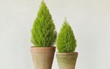 [ẢNH] Những loại cây cảnh nên trồng trong nhà khi thời tiết chuyển lạnh