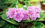 [ẢNH] Những loại cây cảnh nên trồng trong nhà khi thời tiết chuyển lạnh